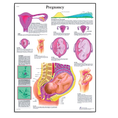 Anatomische platen - MultiMedi