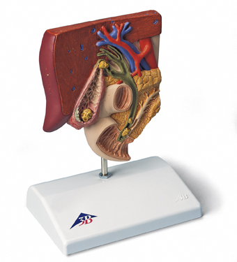 3B Scientific™ Pelvic Cavity (Urinary System) - includes 3B Smart Anatomy