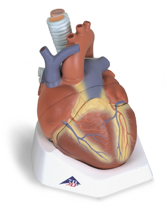 Anatomische platen - MultiMedi