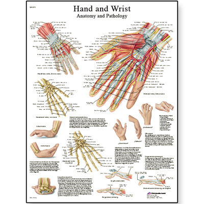 Anatomische platen - MultiMedi