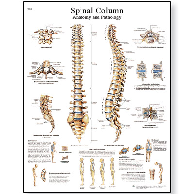 Anatomische platen - MultiMedi